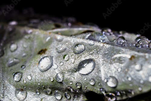 Rain Beads on Leaf