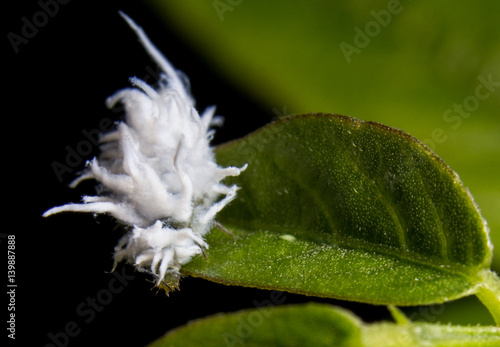 Wooly Aphid photo