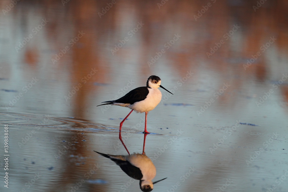 Obraz premium animal