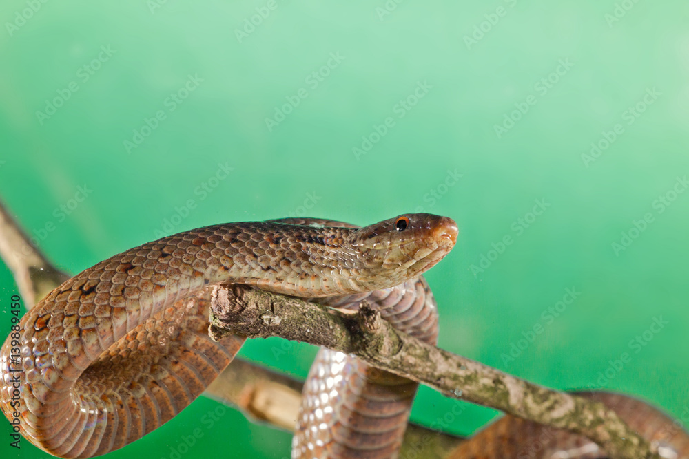 Fototapeta premium animal