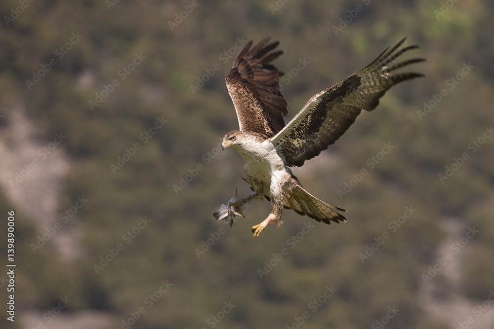 Obraz premium animal