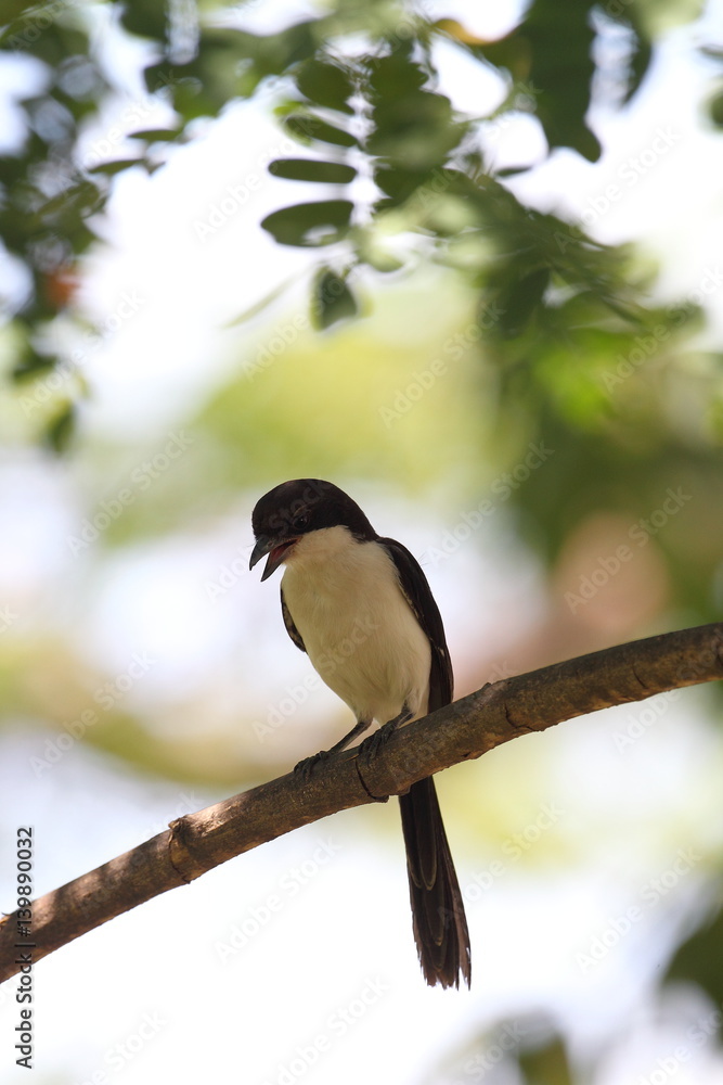 Obraz premium animal