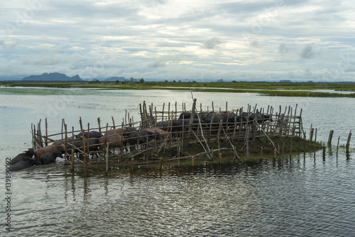 the water buffalo