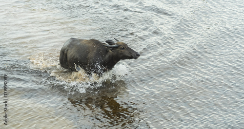 the water buffalo