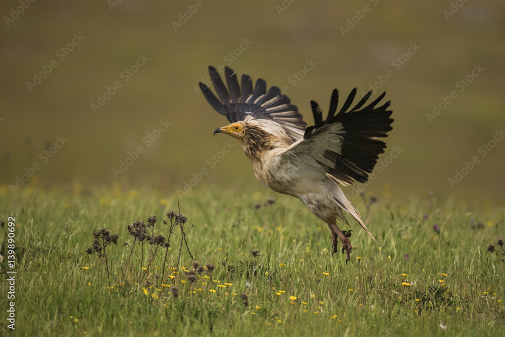 Obraz premium animal