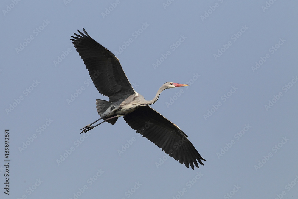 Obraz premium animal