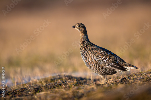 Wallpaper Mural animal Torontodigital.ca
