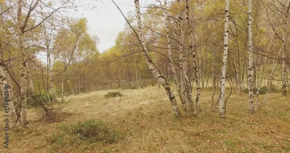 Walking outdoor thru birch trees in woods forest with bad weather overcast day. 4k POV forward nature shot Walking outdoor thru birch trees in woods forest with bad weather overcast day. 4k POV forward nature shot