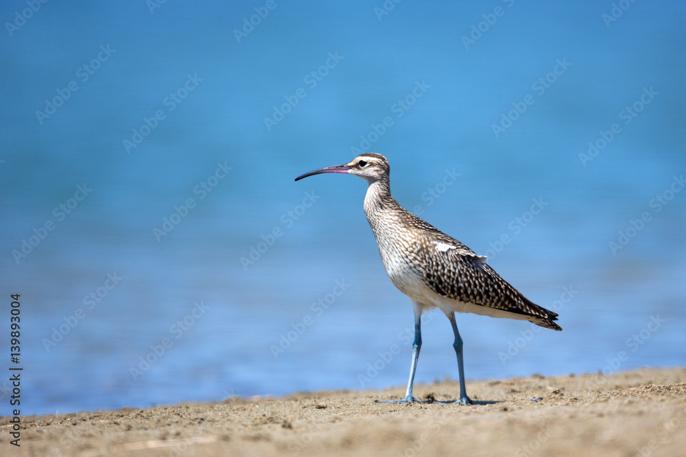 Obraz premium Animal