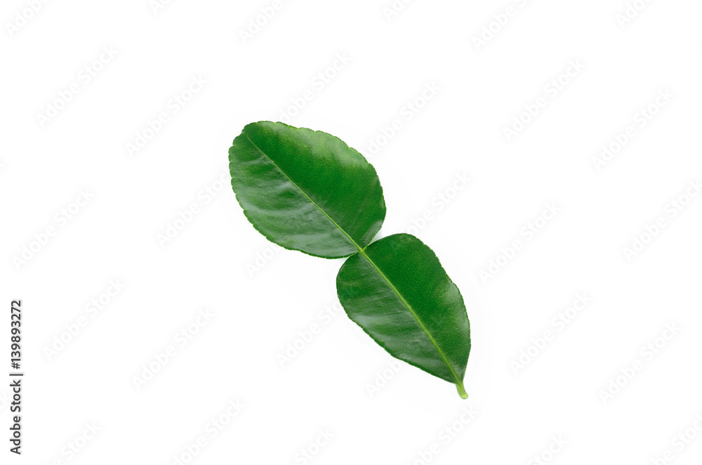 kaffir lime leaves on white background kaffir lime leaves on white background