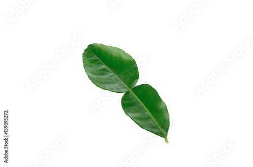 kaffir lime leaves on white background