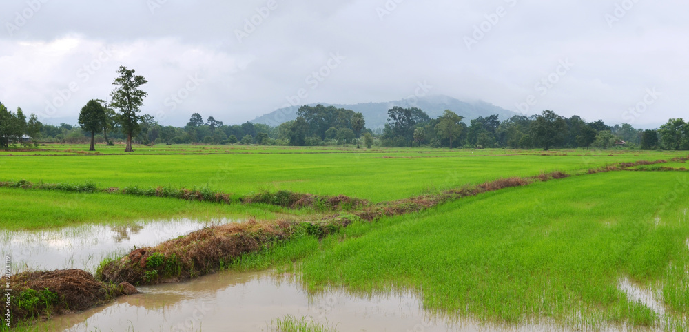 The beautiful landscape of rice fields in Thailand