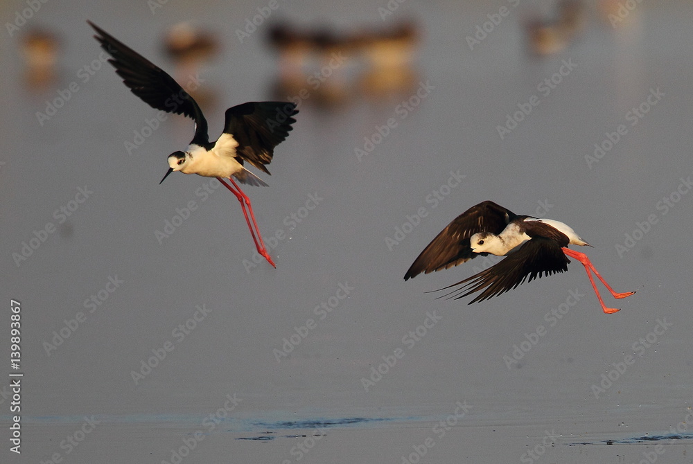 Obraz premium animal