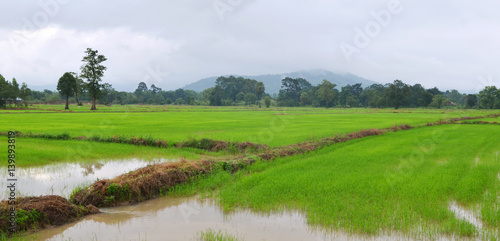 The beautiful landscape of rice fields in Thailand