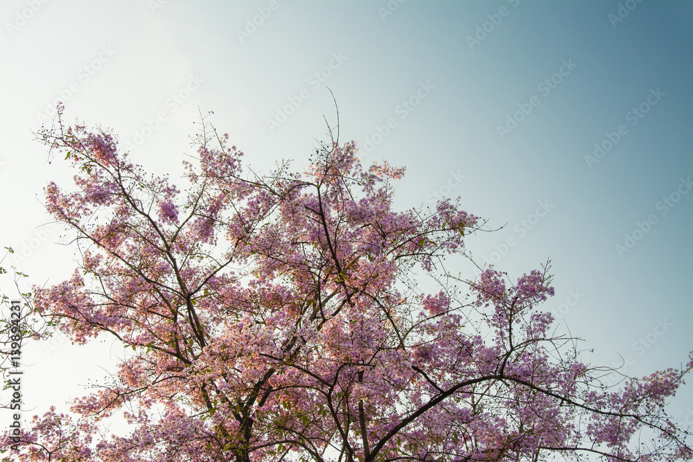 Top  tree forest Pink flowers  background