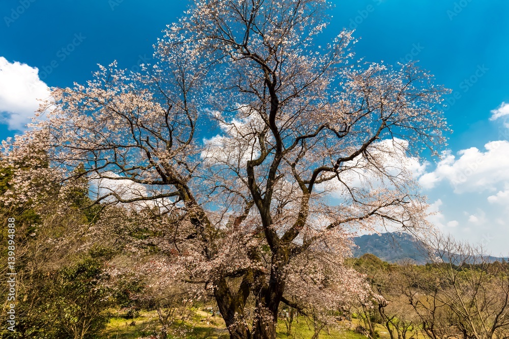 Naklejka premium 一本桜