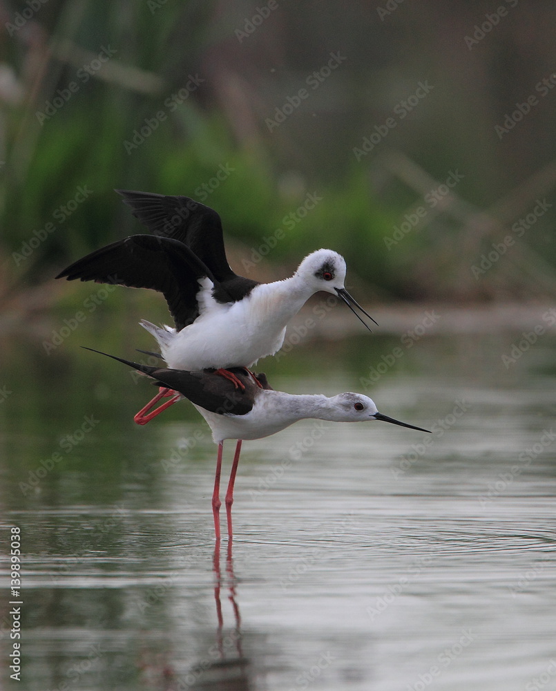 Obraz premium animal