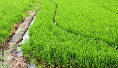 the Green rice in the field rice background photo