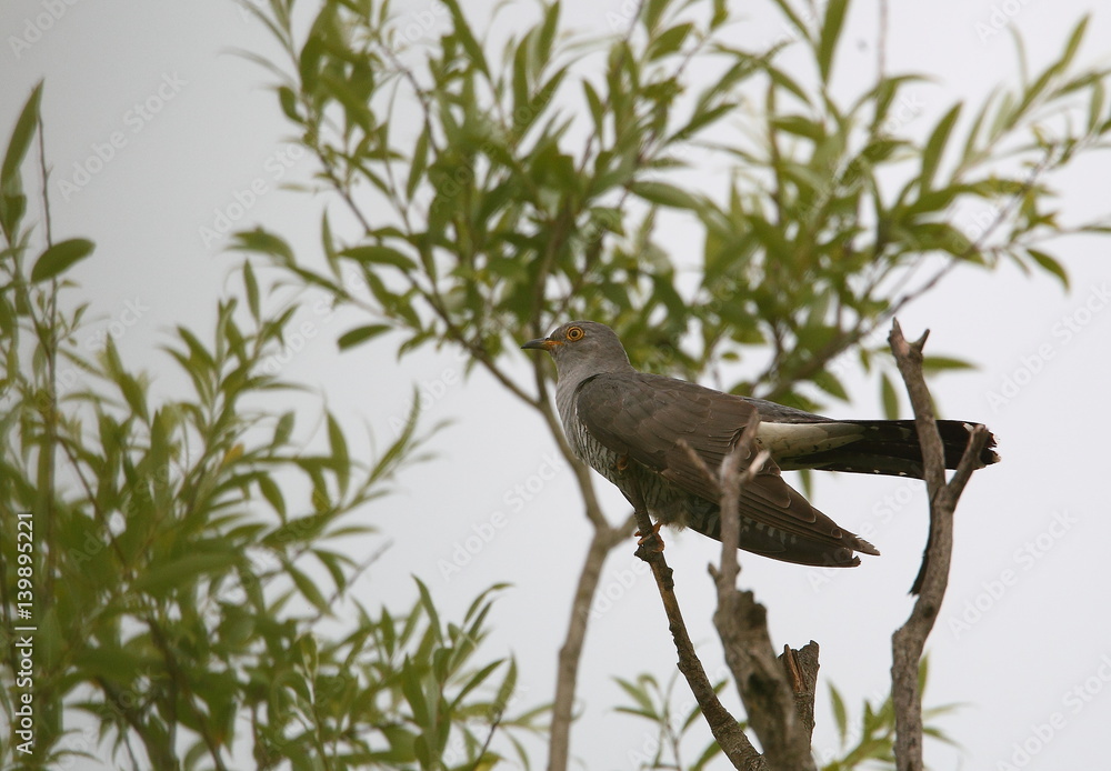 Naklejka premium animal