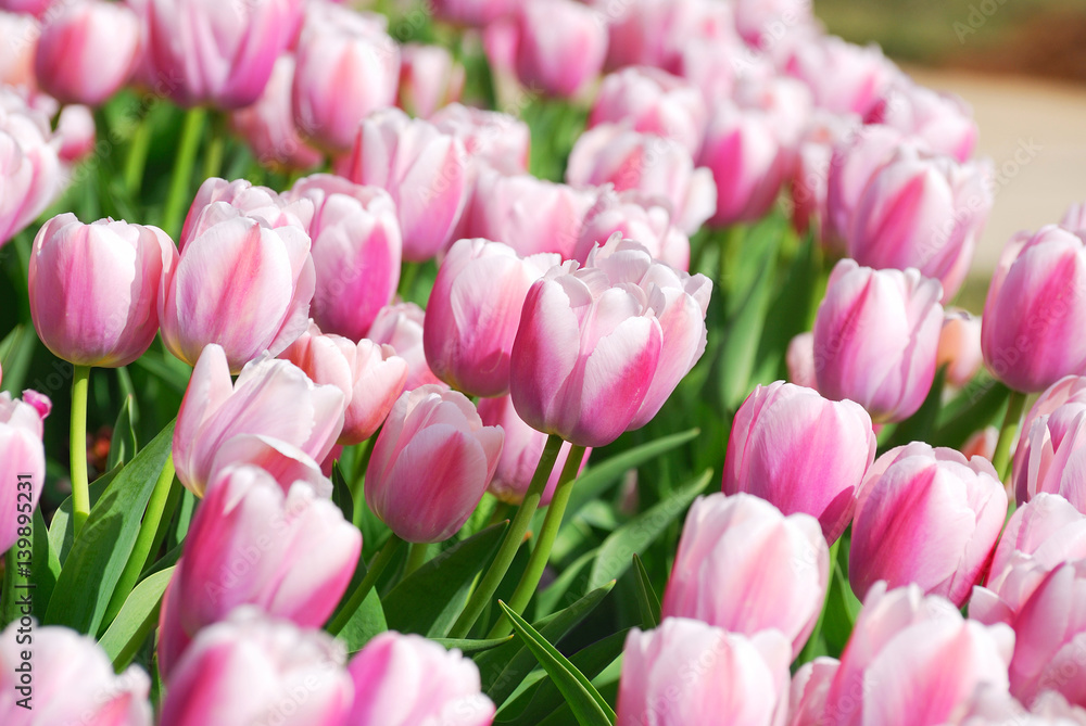 close up on tulip blooming in spring close up on tulip blooming in spring