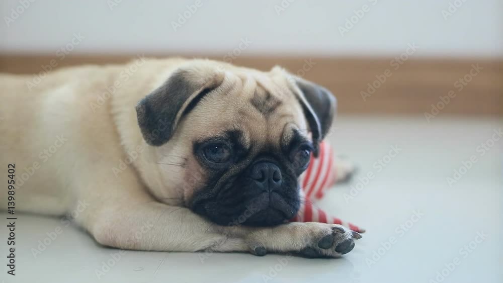 Cute pug puppy dog play with toy Cute pug puppy dog play with toy