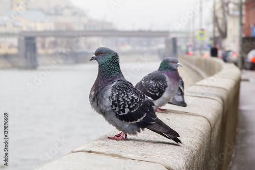 Pigeons on the parapet of the embankment © Vladimir