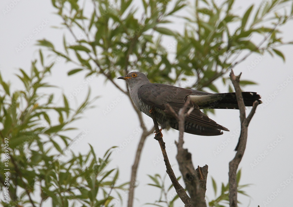 Fototapeta premium animal