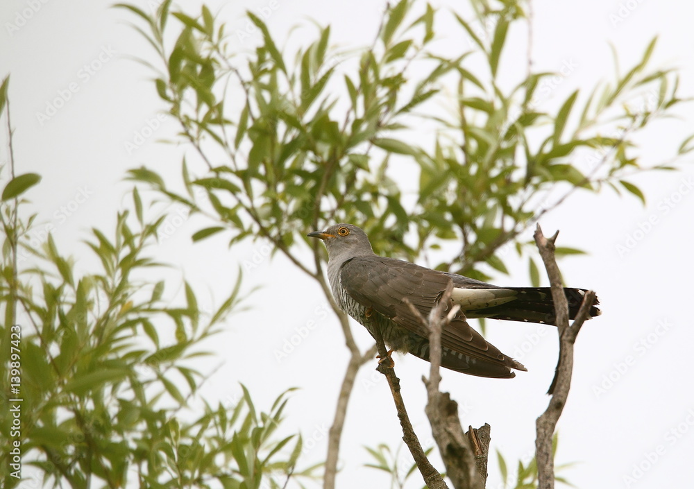 Naklejka premium animal