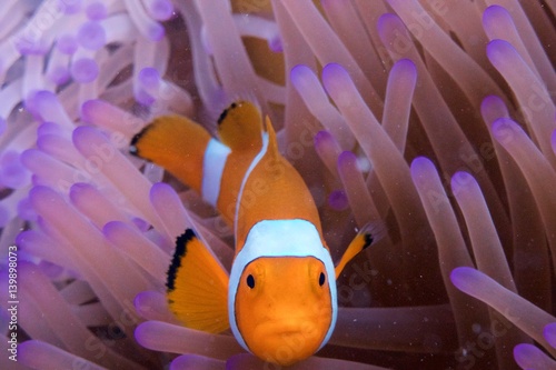 clownfish in anemone indonesia diving sulawesi