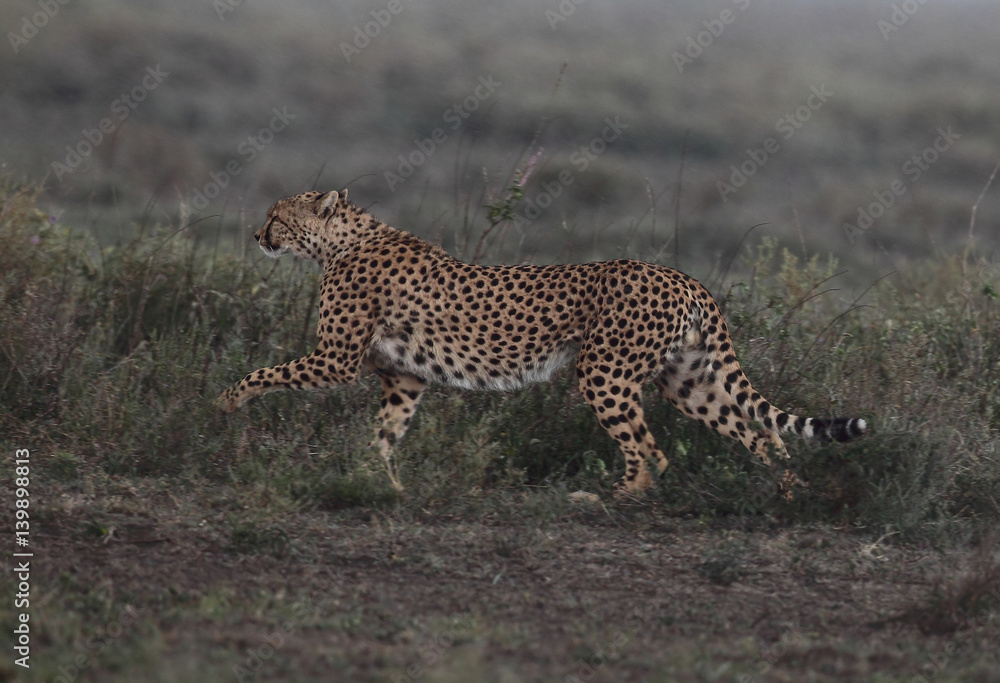 Obraz premium animal