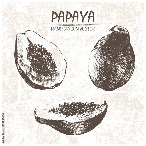 Digital vector detailed papaya hand drawn retro illustration collection set. Thin artistic linear pencil outline. Vintage ink flat style, engraved simple doodle sketches. Isolated objects