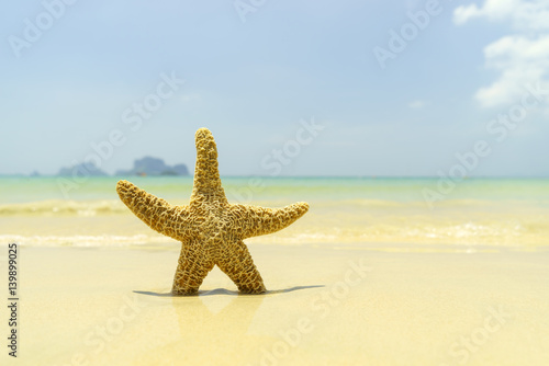 Starfish at the beach