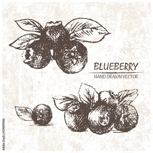 Digital vector detailed blueberry hand drawn retro illustration collection set. Thin artistic linear pencil outline. Vintage ink flat style, engraved simple doodle sketches. Isolated objects