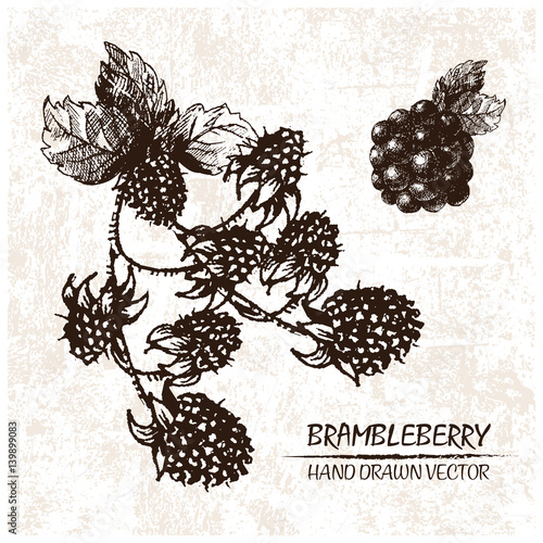 Digital vector detailed brambleberry hand drawn retro illustration collection set. Thin artistic linear pencil outline. Vintage ink flat style, engraved simple doodle sketches. Isolated objects