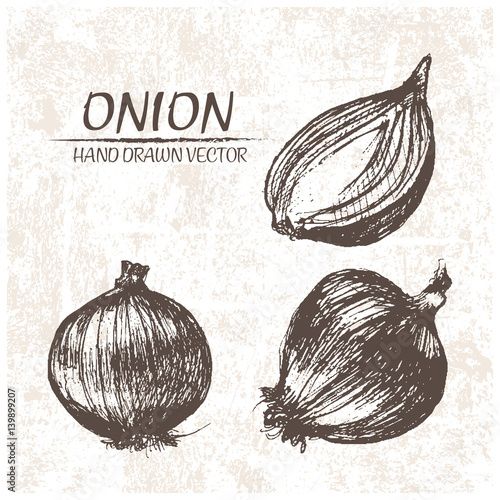 Digital vector detailed onion hand drawn retro illustration collection set. Thin artistic linear pencil outline. Vintage ink flat style, engraved simple doodle sketches. Isolated objects