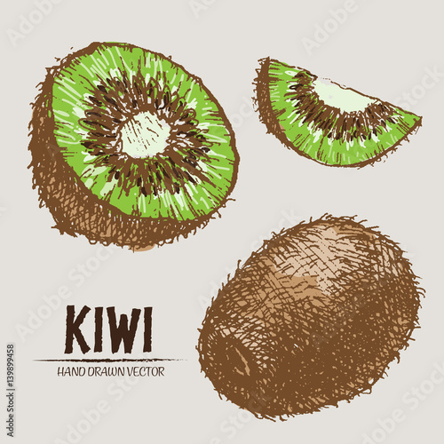 Digital vector detailed color kiwi hand drawn retro illustration collection set. Thin artistic linear pencil outline. Vintage ink flat style, engraved simple doodle sketches. Isolated objects