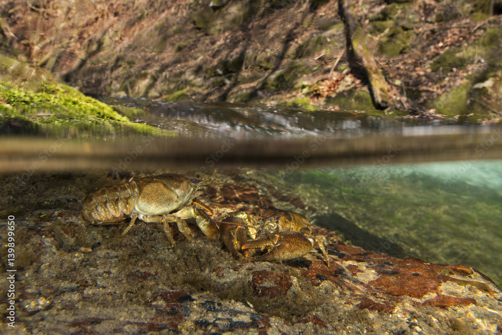 Obraz premium nature