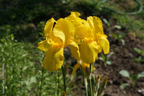 Yellow irises