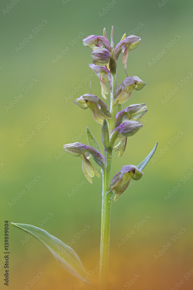orchid orchid