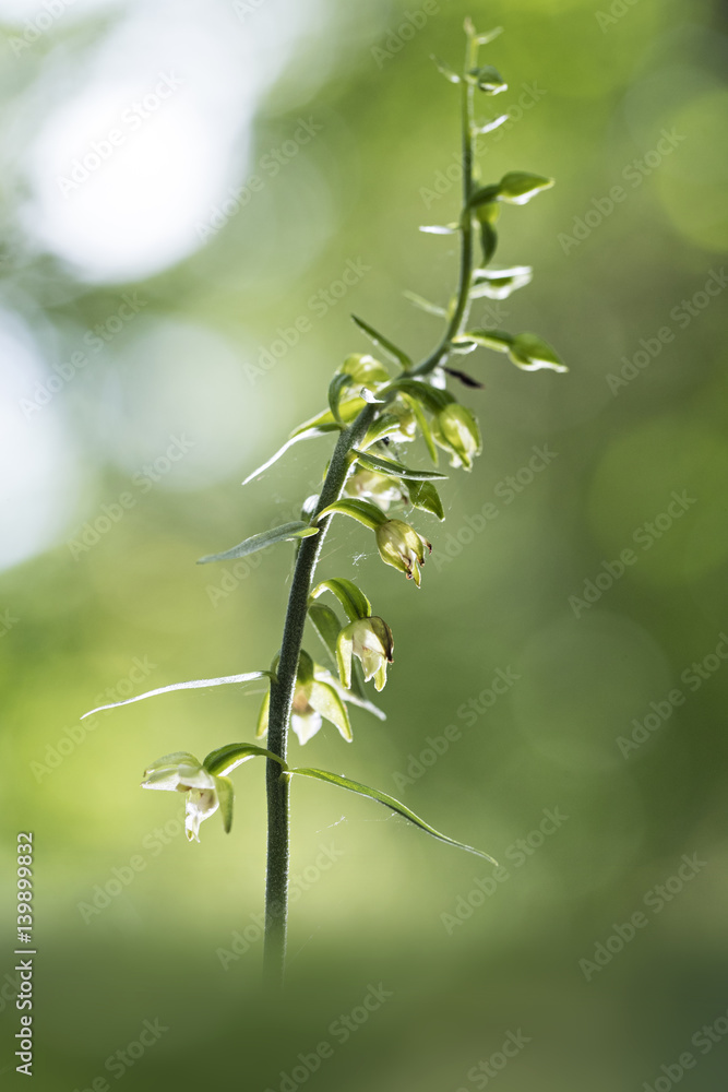 orchid orchid
