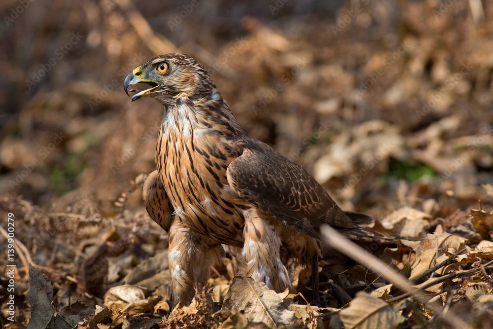 Obraz premium animal