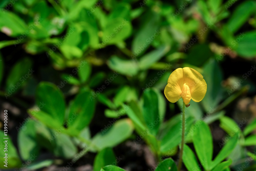 Close up yellow Arachis pintoi flower (Pinto peanut) and blurred green leaf Close up yellow Arachis pintoi flower (Pinto peanut) and blurred green leaf
