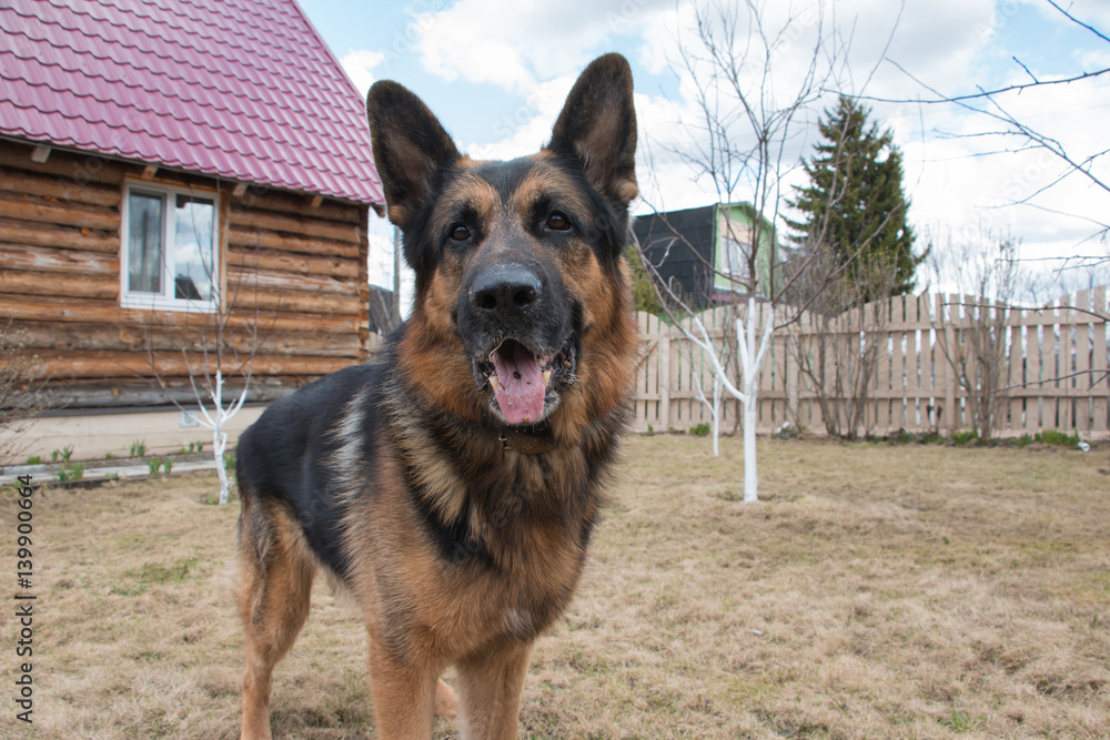 Dog german shepherd in a village Dog german shepherd in a village