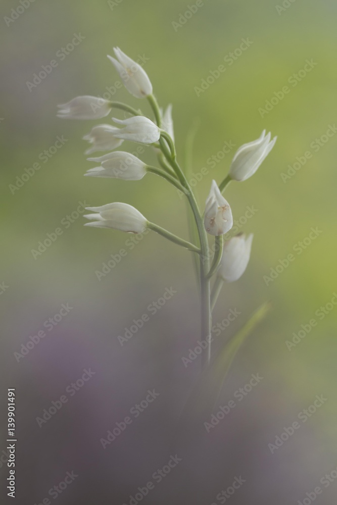 custom made wallpaper toronto digitalanimal