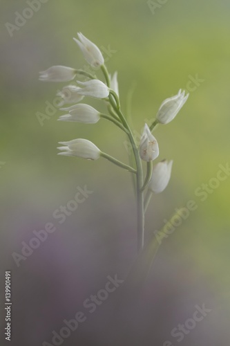 Wallpaper Mural animal Torontodigital.ca