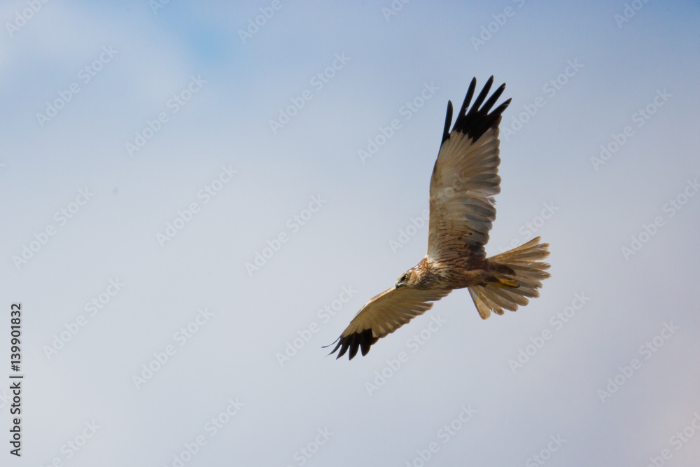 Obraz premium animal