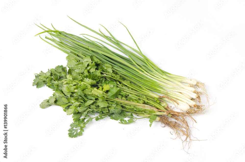 Fresh coriander and onion herb on white background Fresh coriander and onion herb on white background
