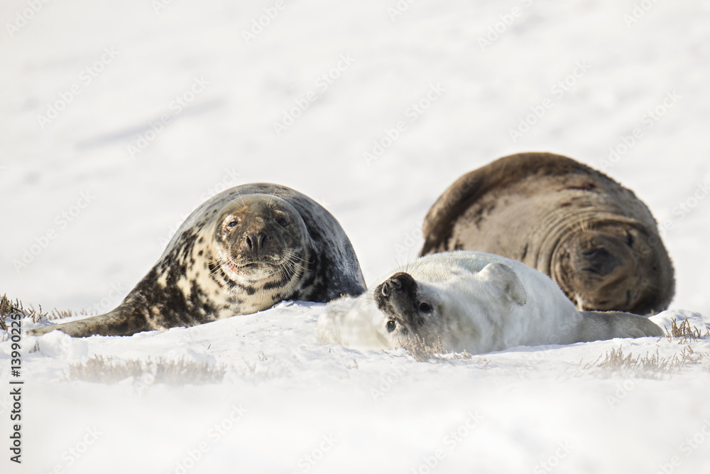 Obraz premium animal