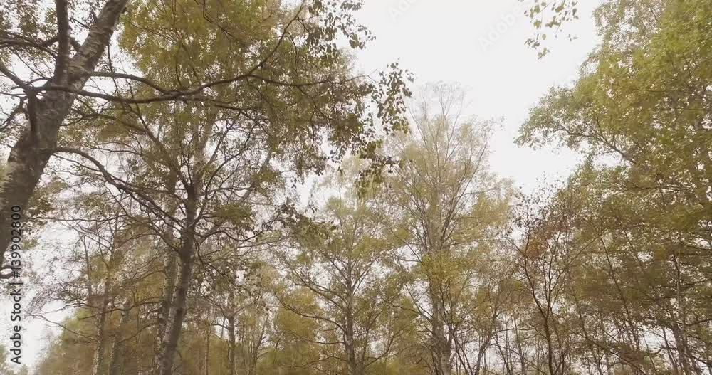 Walking outdoor thru trees in woods forest with bad weather fog overcast day. 4k POV side nature shot Walking outdoor thru trees in woods forest with bad weather fog overcast day. 4k POV side nature shot