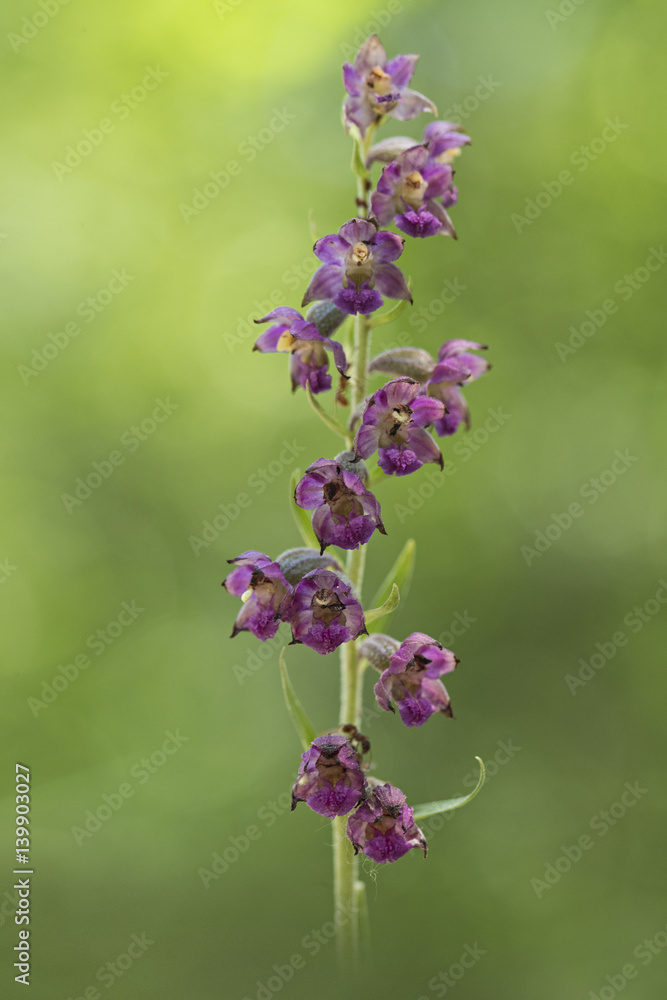 orchid orchid